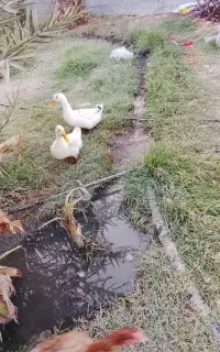 بخش توکهور