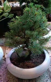 بن سای  کونیکا وسیکاس در شیراز