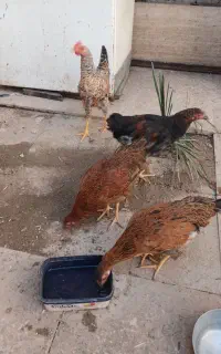نوچه مرغ و خروس