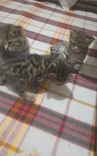 واگذاری بچه‌ گربه