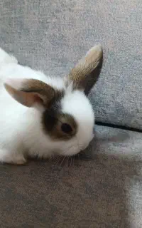 خرگوش