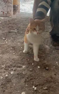 گربه خانگی