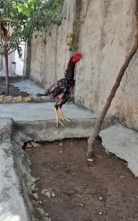 خروس لاری اصیل