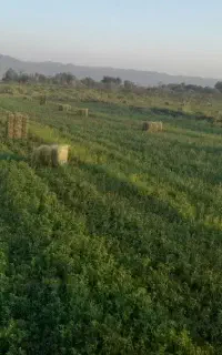 یونجه