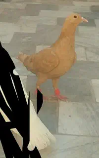 اسباب بازی و کبوتر ۷۰۰