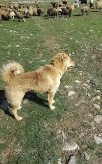 سلام سگه گله ایی ۲ ساله از هر لحاظ درجه یک