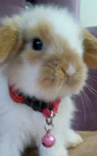 بچه خرگوشهای مینی لوپ و جرسی