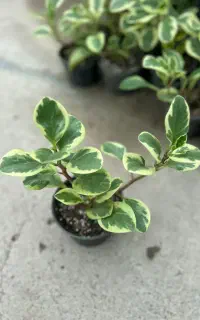 گل قاشقی ابلق/قاشقی سبز مستقیم از تولیدی