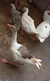غاز درشت