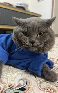 گربه نر بریتیش برای جفتگیری