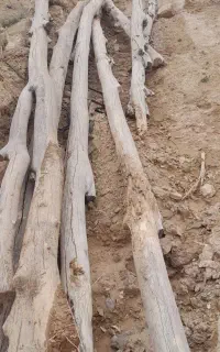 چوب صنوبر
