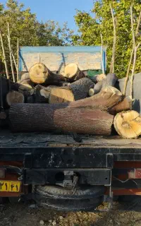 خریدانواع چوب دورود و حومه