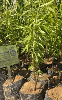 فروش نهال بادام گلدانی آغاز شد