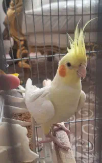 عروس هلندی گمشده