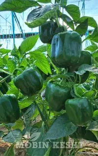 کود ارگانیک برای باغ و گلخانه( کود کروا)