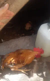 خروس