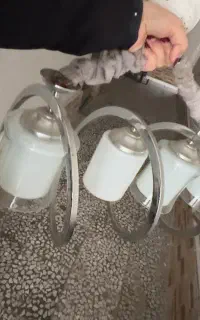 لوستر سیلور