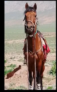 اسب