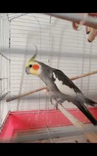جفت عروس هلندی