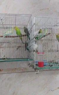 ۱۰ عدد پرنده مرغ عشق