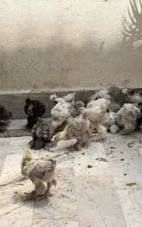 جوجه برهما
