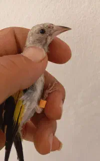 جوجه سهره
