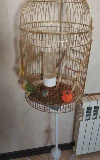 پرنده و قفس