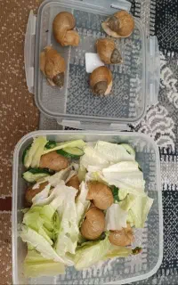 حلزون