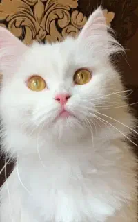 پرشین ماده کلاستیک ترکیش ۸  ماهه عقیم نشده