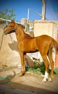 اسب نریان