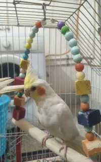 عروس هلندی سخنگو