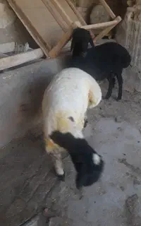 فروش بره
