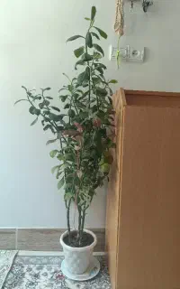 گل طبیعی