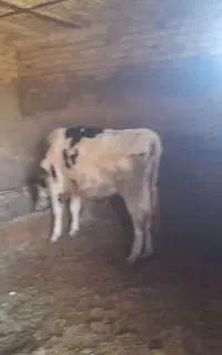 تلیسه و گاو شیری