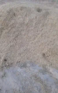 فروش کاه گندم