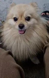 سگ گمشده