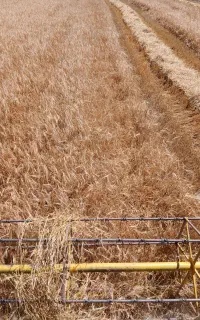جو بذری دو پر وکلش