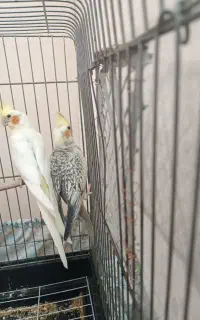 عروس هلندی نر وماده