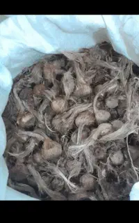 ۶۰ کیلو پیاز زعفران درجه یک بدون صدگرم خاک