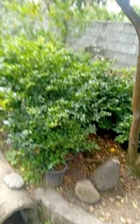 مراج گل وگیاه طبیعی