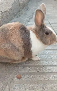 خرگوش ماده ۱ساله