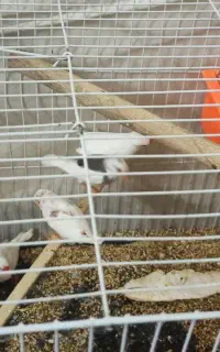 فنچ