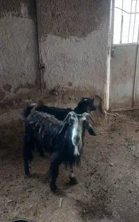 بز و کهره