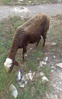 دو راس گوسفند