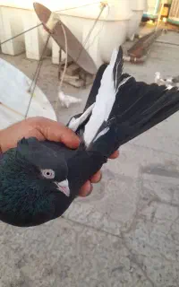 کبوتر زاغ قزوینی