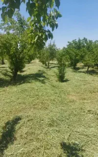 یونجه دام
