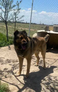 میکس سراب افغان