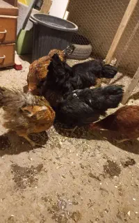 مرغ تخم گذار