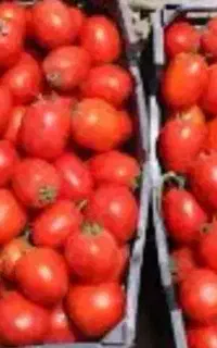 گوجه
