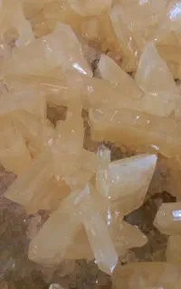 نبات کاسه و پرده